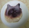CERAMIC CABINET KNOB pulls CATS KITTEN  Himilayan Cat