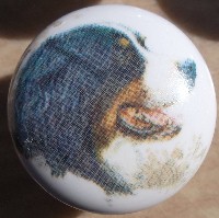 cabinet knob bernese mountain dog
