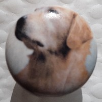 cabinet knob golden retriever