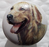 cabinet knob golden retriever