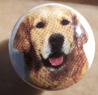 cabinet knob golden retriever