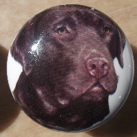 ceramic cabinet knob chocolate labrador retiever