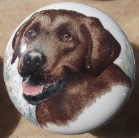 ceramic cabinet knob chocolate labrador retiever